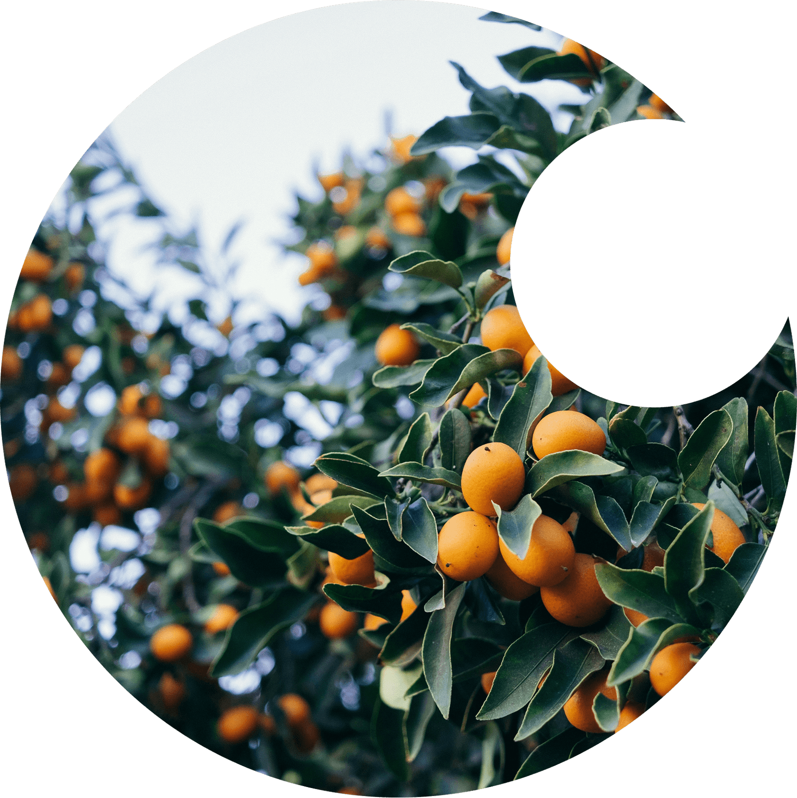 Tree with fruits_natural resources