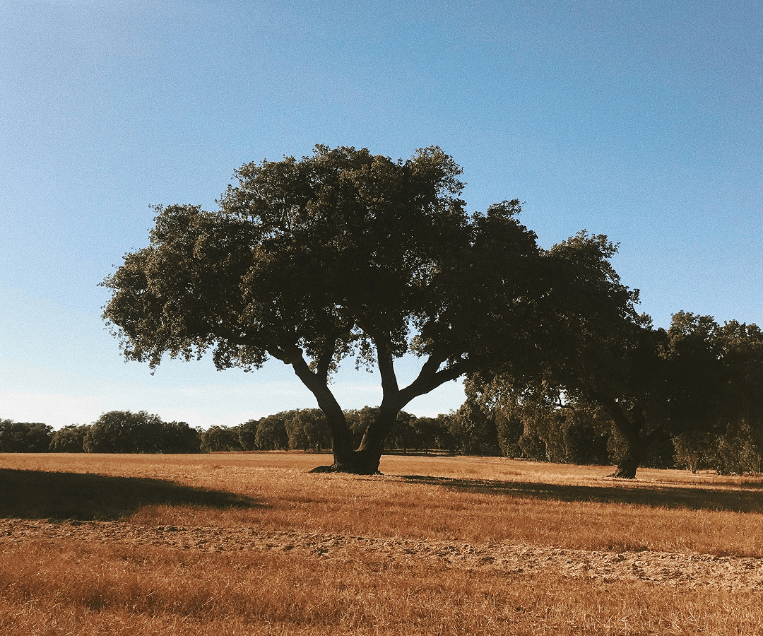 Portugal Trip